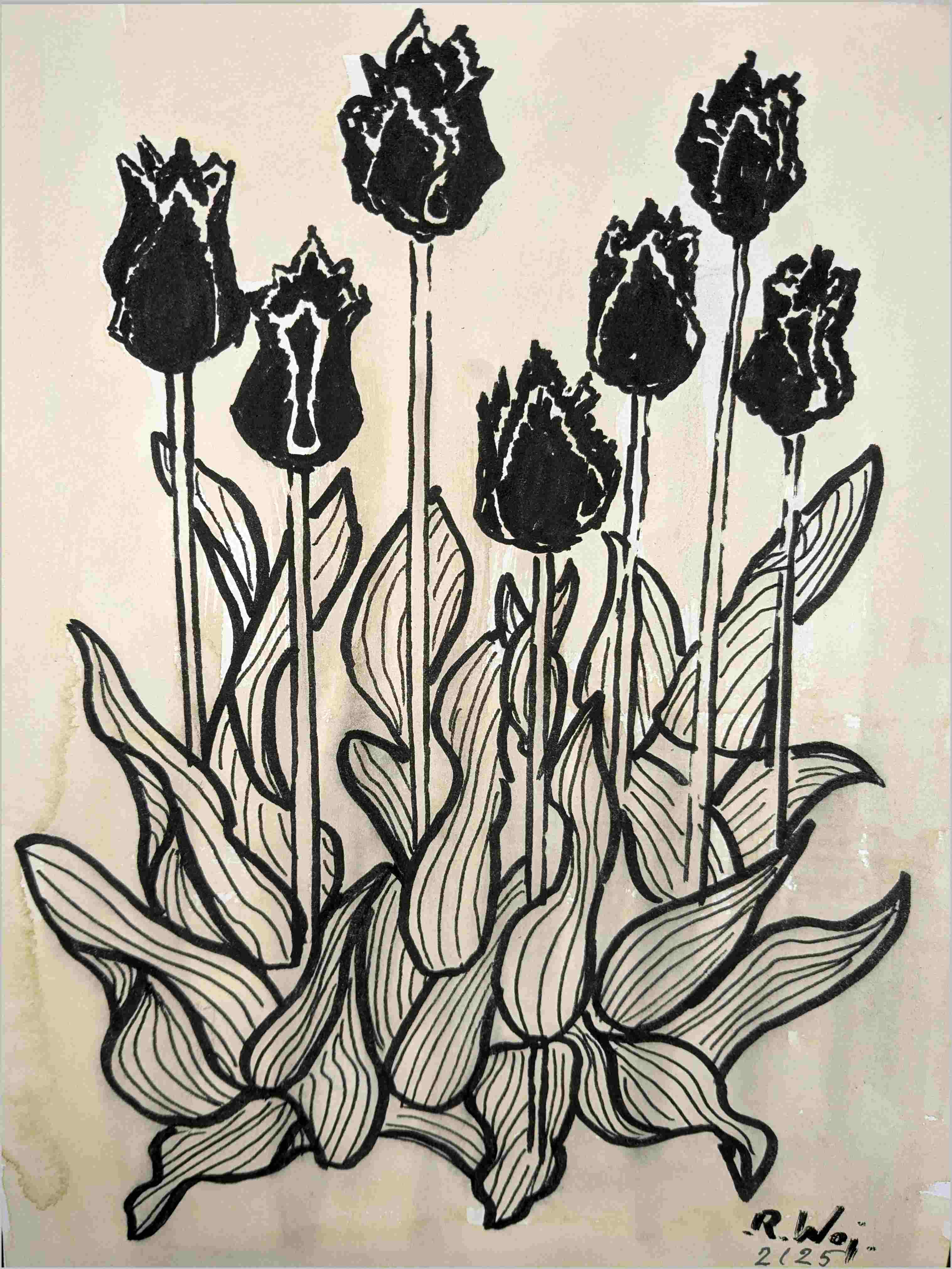   Tulpen sw